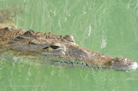 Spitzkrokodil (Crocodylus acutus)